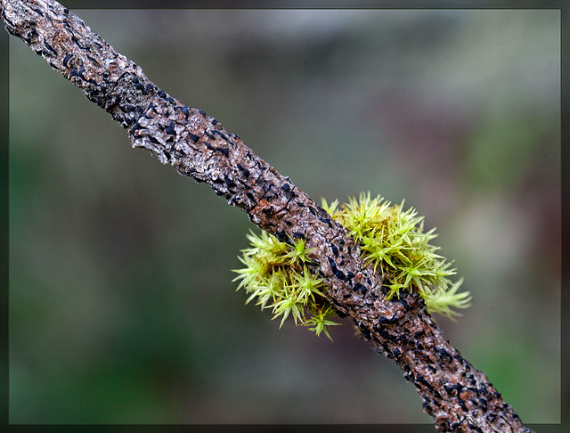 Moss on a Twig