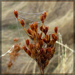 String of Dewy Pearls