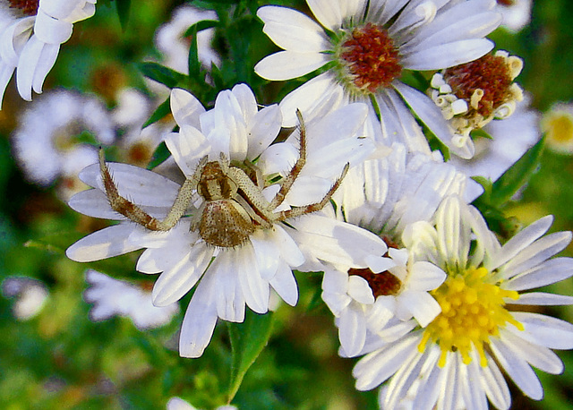 Crab Spider on Asters