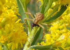 Feasting Crab Spider