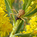 Feasting Crab Spider