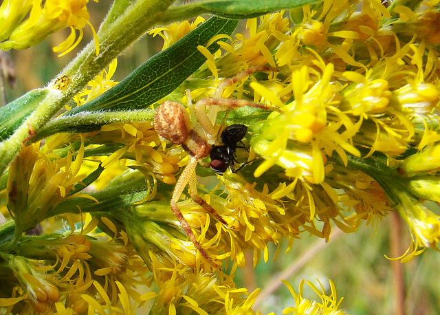 Feasting Crab Spider