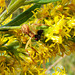 Feasting Crab Spider