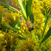 Feasting Crab Spider