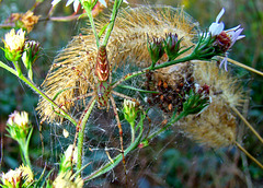 Green Lynx Spider and Babies