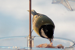 Coaltit 5271498082 o