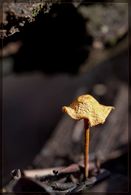 Mushroom with Ruffled Skirt