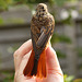 Ringed Young Redstart