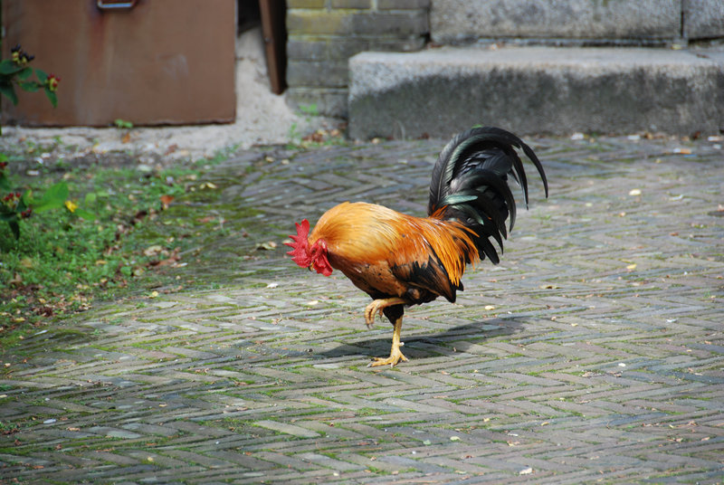 Some shots from around the new office: Cock