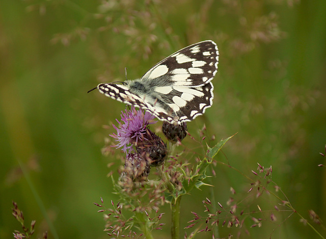 Marbled White on Thistle