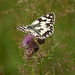 Marbled White on Thistle