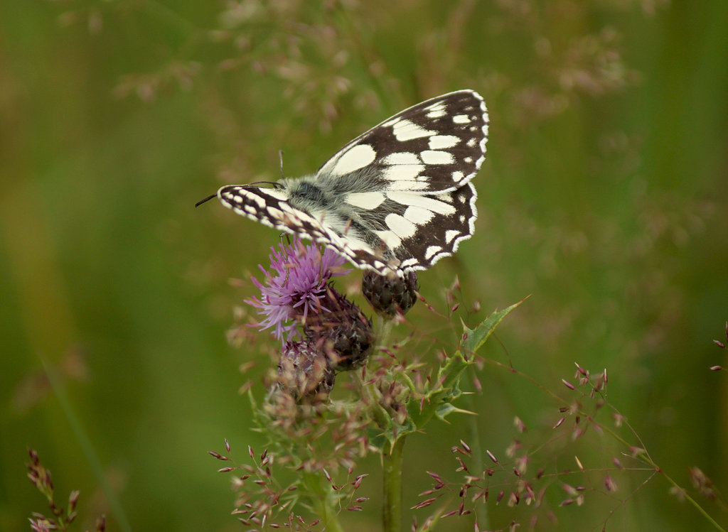 Marbled White on Thistle