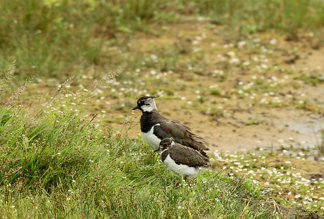 Lapwing with Chick