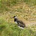 Lapwing with Chick