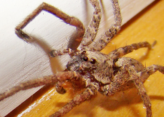 Wolf Spider