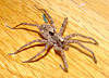 Wolf Spider