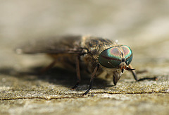 Horsefly Female