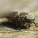 Horsefly Female