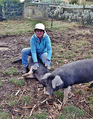 Siobhan and the piggies