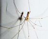 Longbodied Cellar Spider