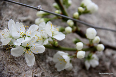 Victoria Plum Blossom opening today! 5568650116 o