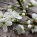 Victoria Plum Blossom opening today! 5568650116 o