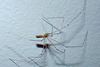 Longbodied Cellar Spider