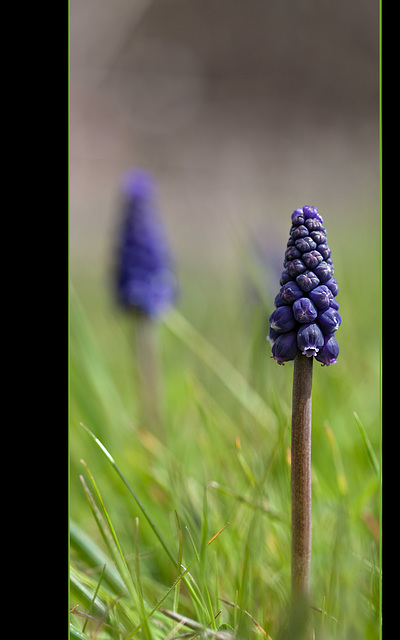 Grape Hyacinth: The 25th Flower of Spring!