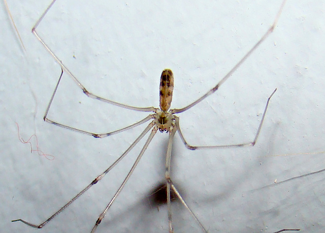 Longbodied Cellar Spider