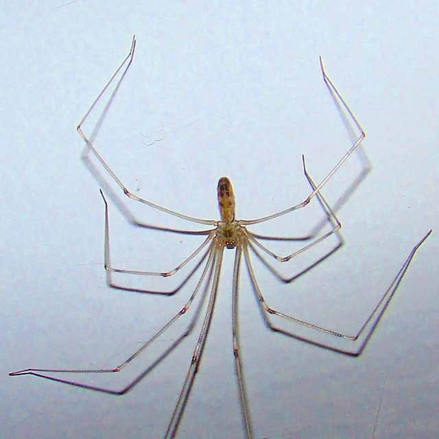 Longbodied Cellar Spider