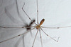 Longbodied Cellar Spider