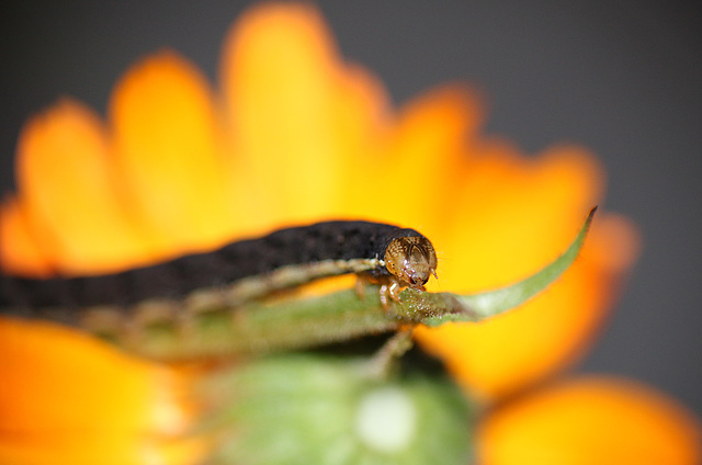 Caterpillar