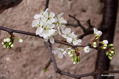 Victoria Plum Blossom opening today! (On a south-facing wall)