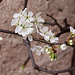 Victoria Plum Blossom opening today! (On a south-facing wall)