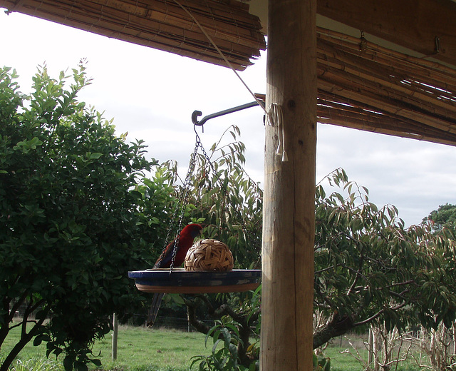 crimson rosella on bird feeder