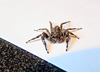 Jumping Spider