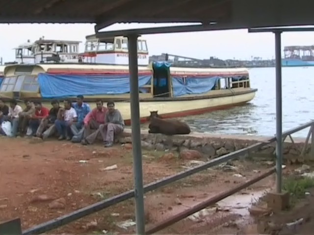 Kerala Cow on the harbour wall