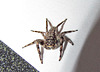 Jumping Spider