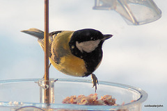 Coaltit 5271498386 o