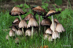 Mushroom Village...