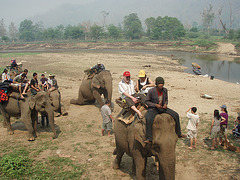 elephant ride