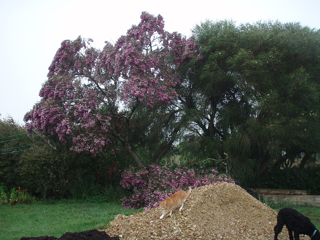 pink tree collapse