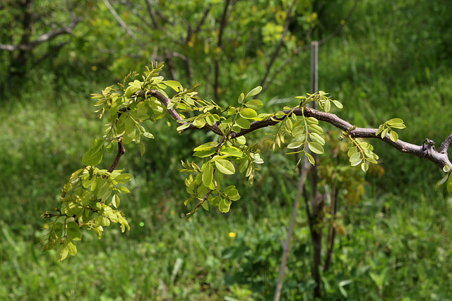 Robinia pseudoacacia ' Contorta'