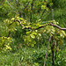 Robinia pseudoacacia ' Contorta'