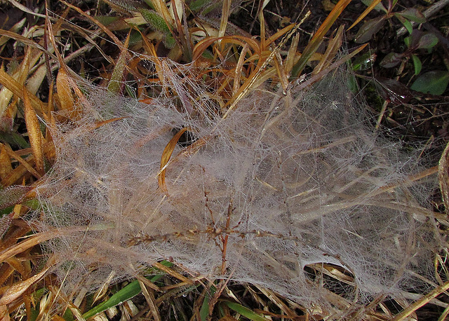 Funnel Web