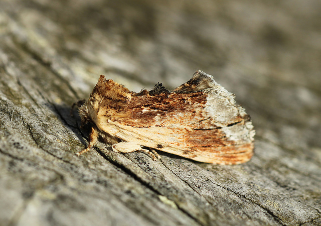 Maple Prominent