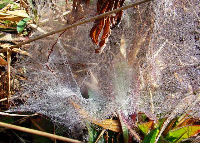 Funnel Web