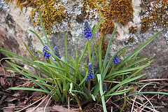 Grape hyacinths blooming in the pond garden (Not Bluebells!)