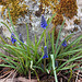 Grape hyacinths blooming in the pond garden (Not Bluebells!)