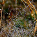 Spider with Dewy Web